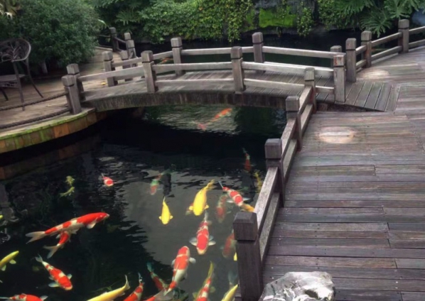 養(yǎng)魚(yú)池